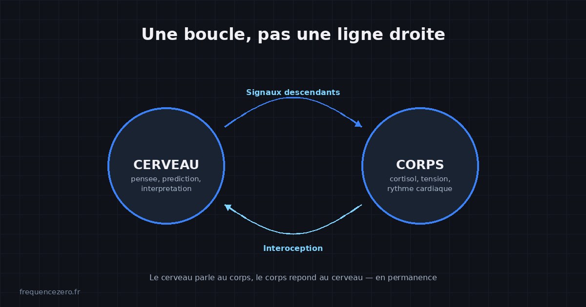 Diagramme de la boucle cerveau-corps : signaux descendants du cerveau vers le corps (cortisol, tension) et signaux ascendants du corps vers le cerveau (interoception)