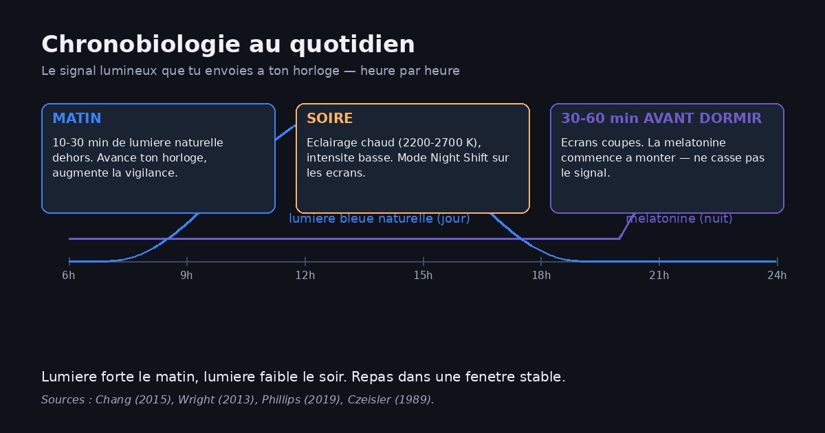 Schéma pratique de la chronobiologie au quotidien : exposition à la lumière naturelle du matin pour avancer le rythme circadien, réduction de la lumière bleue des écrans le soir, alimentation dans une fenêtre temporelle stable et baisse progressive de l'intensité lumineuse avant le coucher pour favoriser la sécrétion de mélatonine