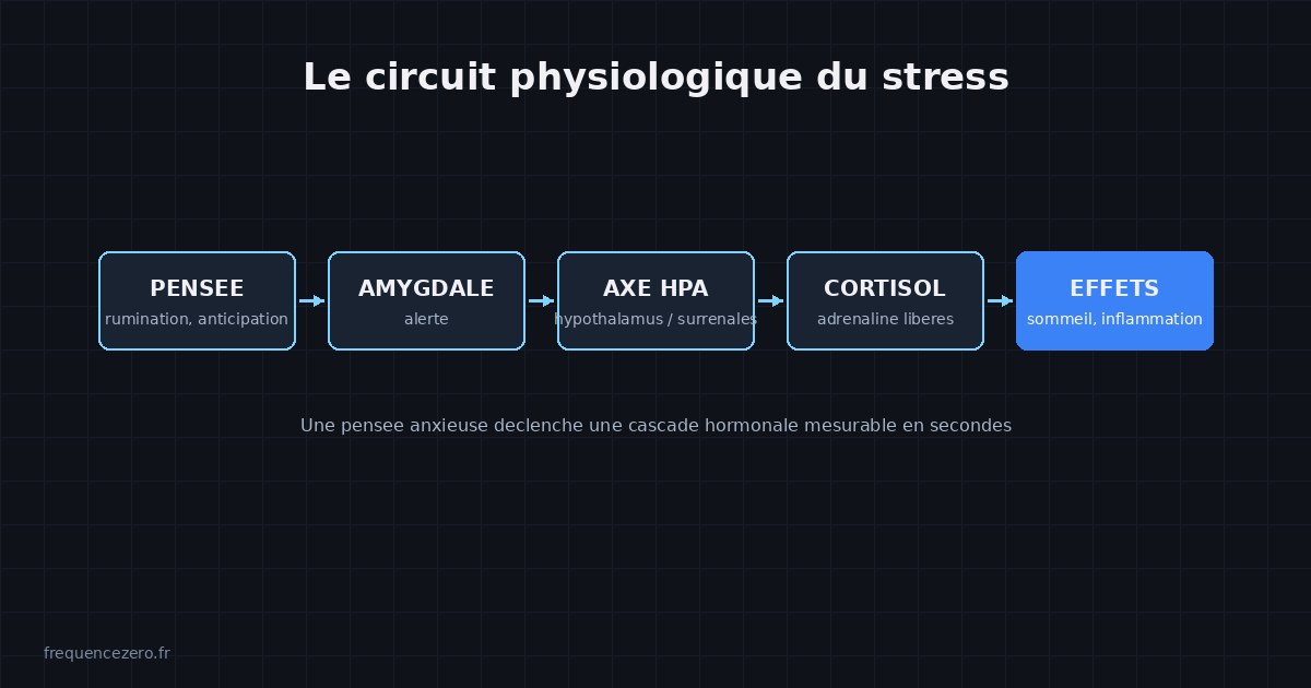 Schéma du circuit biologique du stress : une pensée active l'amygdale, déclenche l'axe HPA (hypothalamo-hypophyso-surrénalien), libère du cortisol et produit des effets mesurables sur le corps