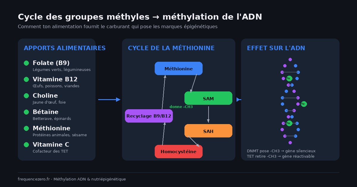 Schéma du cycle de la méthionine et de la méthylation de l'ADN : apport de folate vitamine B9, B12, choline et bétaïne, conversion en SAM donneur de groupes méthyles, action des enzymes DNMT sur les sites CpG du promoteur d'un gène pour la nutriépigénétique