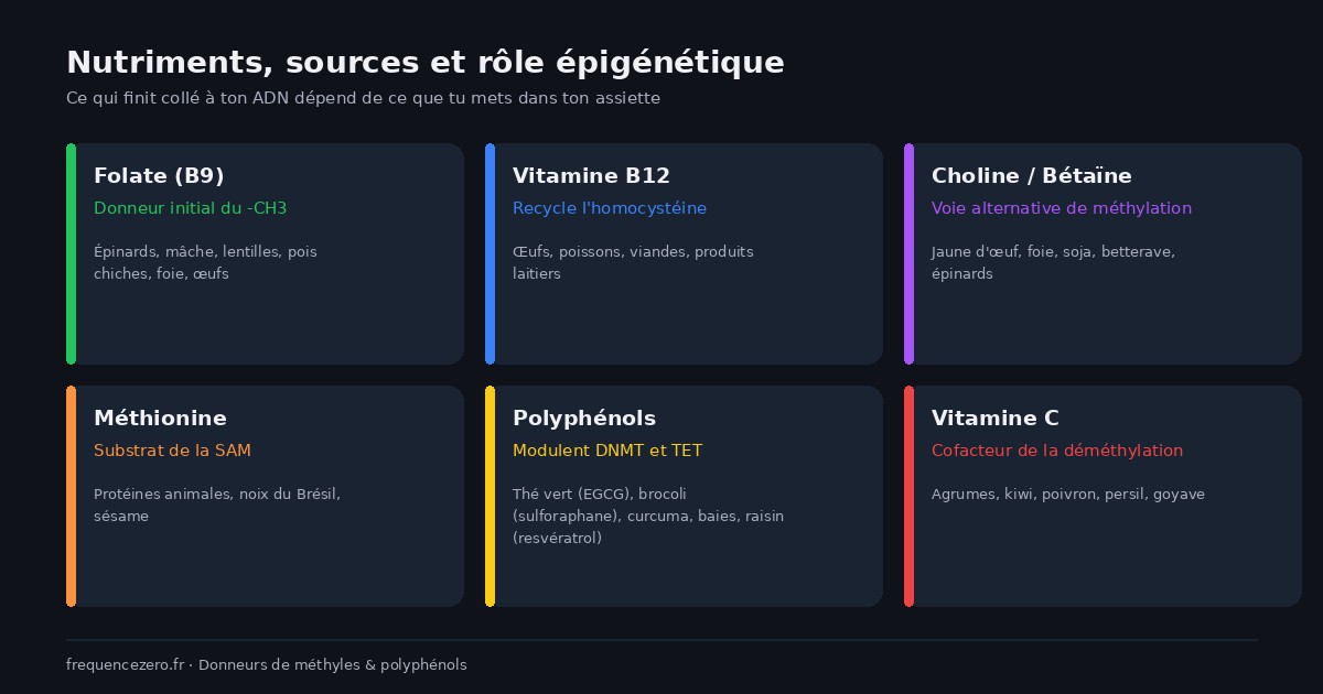 Schéma des nutriments donneurs de groupes méthyles et de leurs sources alimentaires concrètes pour la nutriépigénétique : folate vitamine B9 dans les légumes verts et légumineuses, vitamine B12 dans les produits animaux, choline dans le jaune d'œuf, bétaïne dans la betterave, polyphénols dans le thé vert le brocoli et les baies pour la méthylation de l'ADN