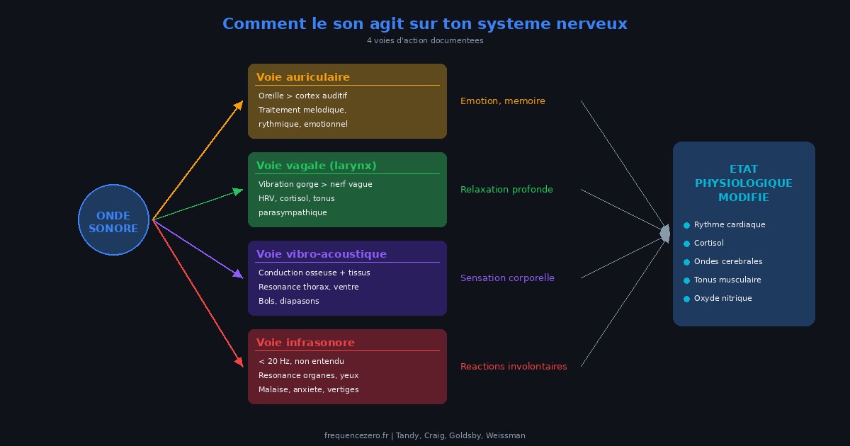 Schéma : comment le son agit sur ton système nerveux — 4 voies documentées
